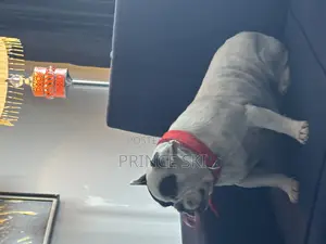 1+ year Female Purebred French Bulldog