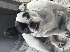 1+ year Female Purebred French Bulldog
