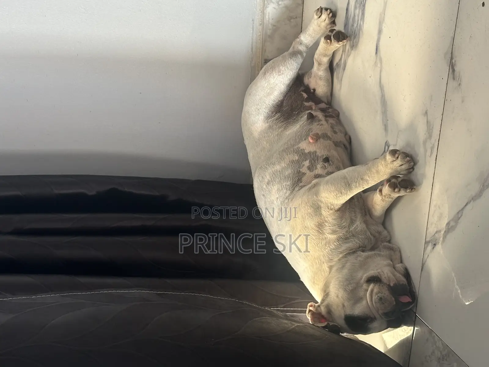 1+ year Female Purebred French Bulldog