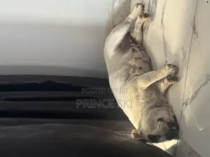 1+ year Female Purebred French Bulldog