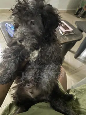 1-3 months Female Purebred Maltipoo