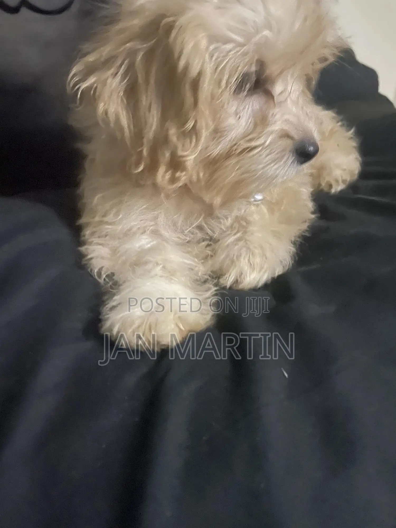 1-3 months Female Purebred Maltipoo