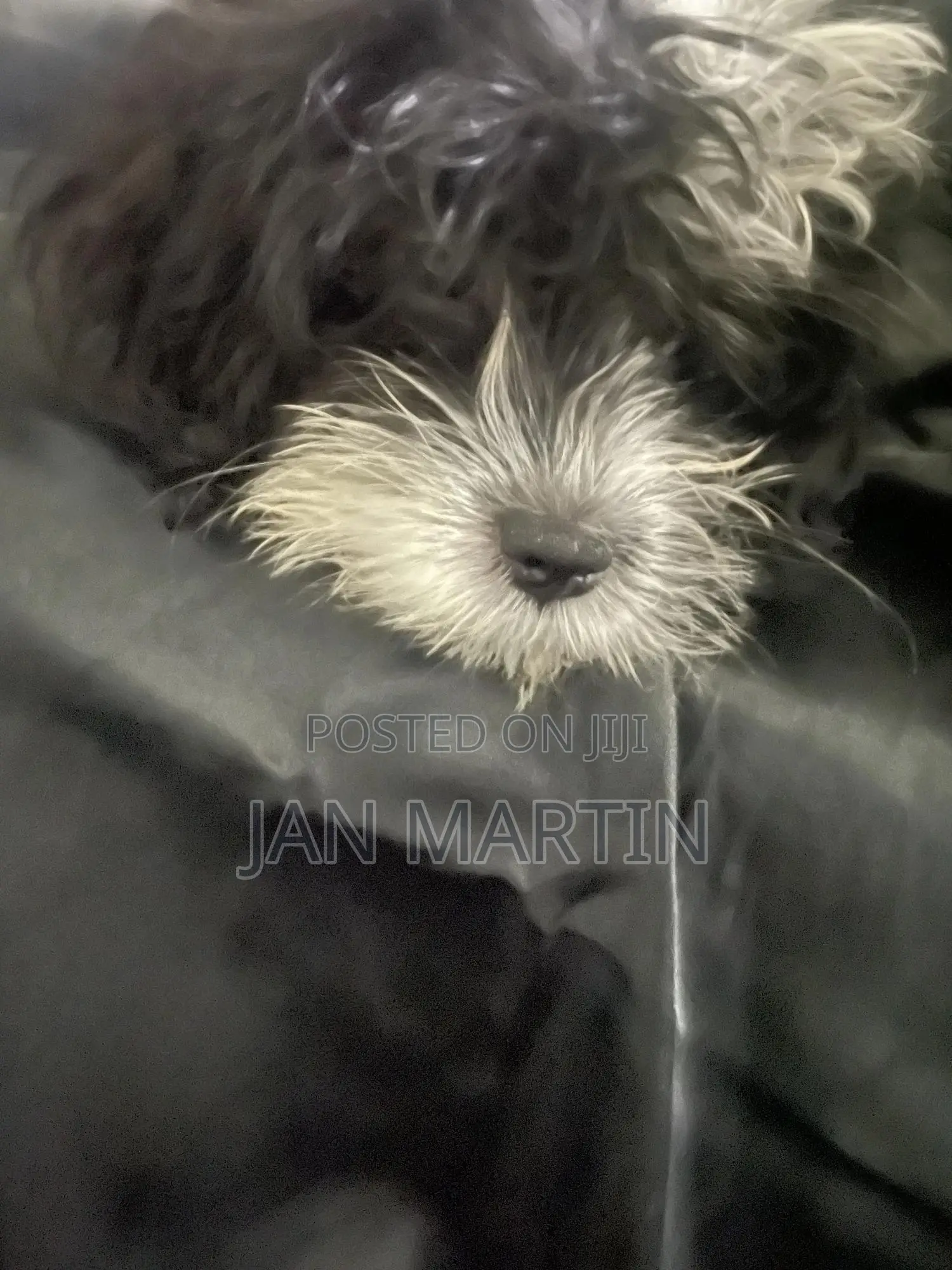 1-3 months Female Purebred Maltipoo