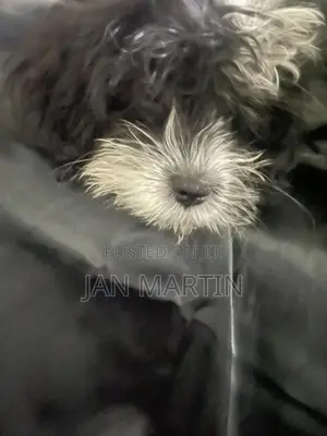 1-3 months Female Purebred Maltipoo