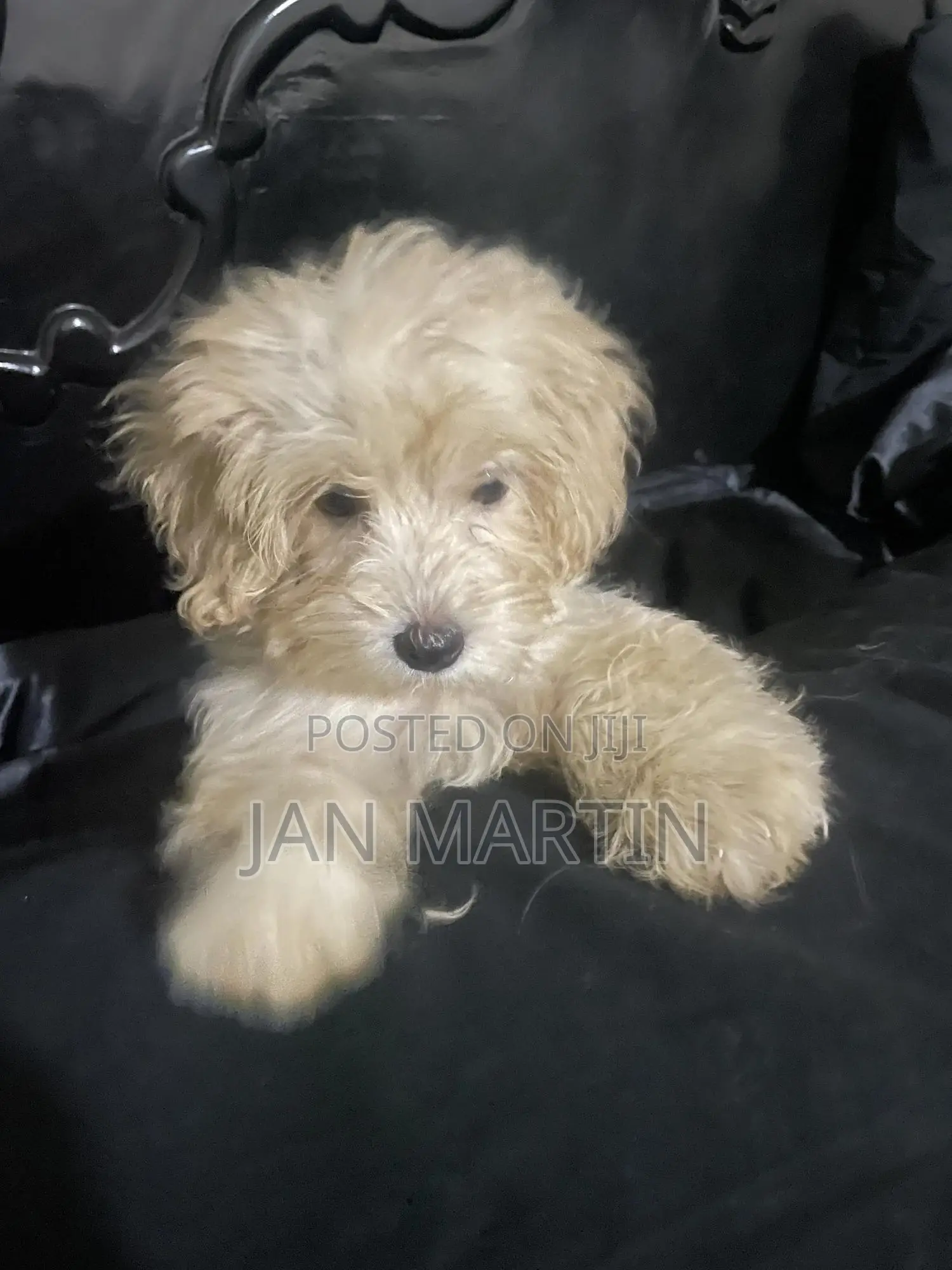1-3 months Female Purebred Maltipoo