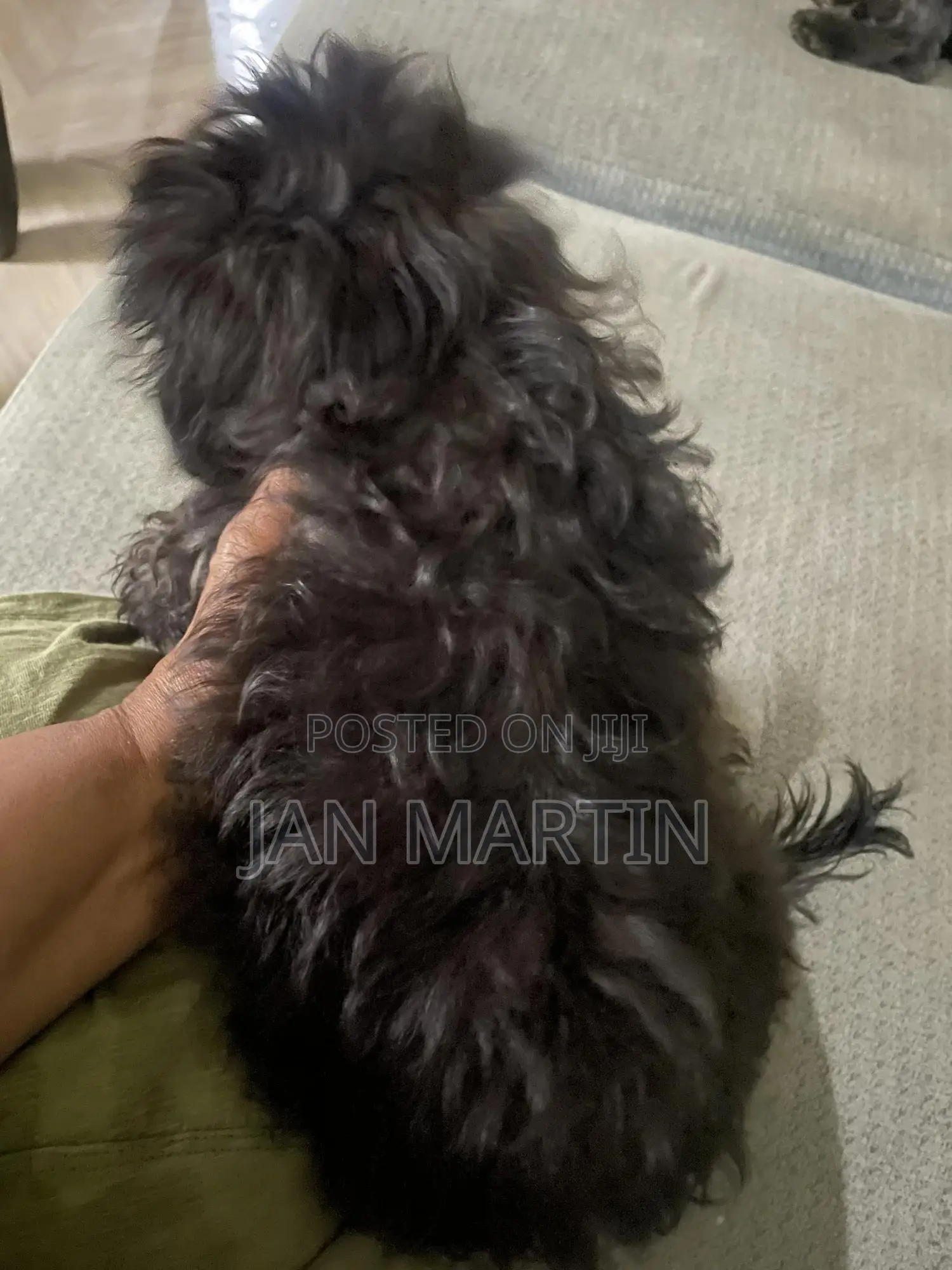 1-3 months Female Purebred Maltipoo