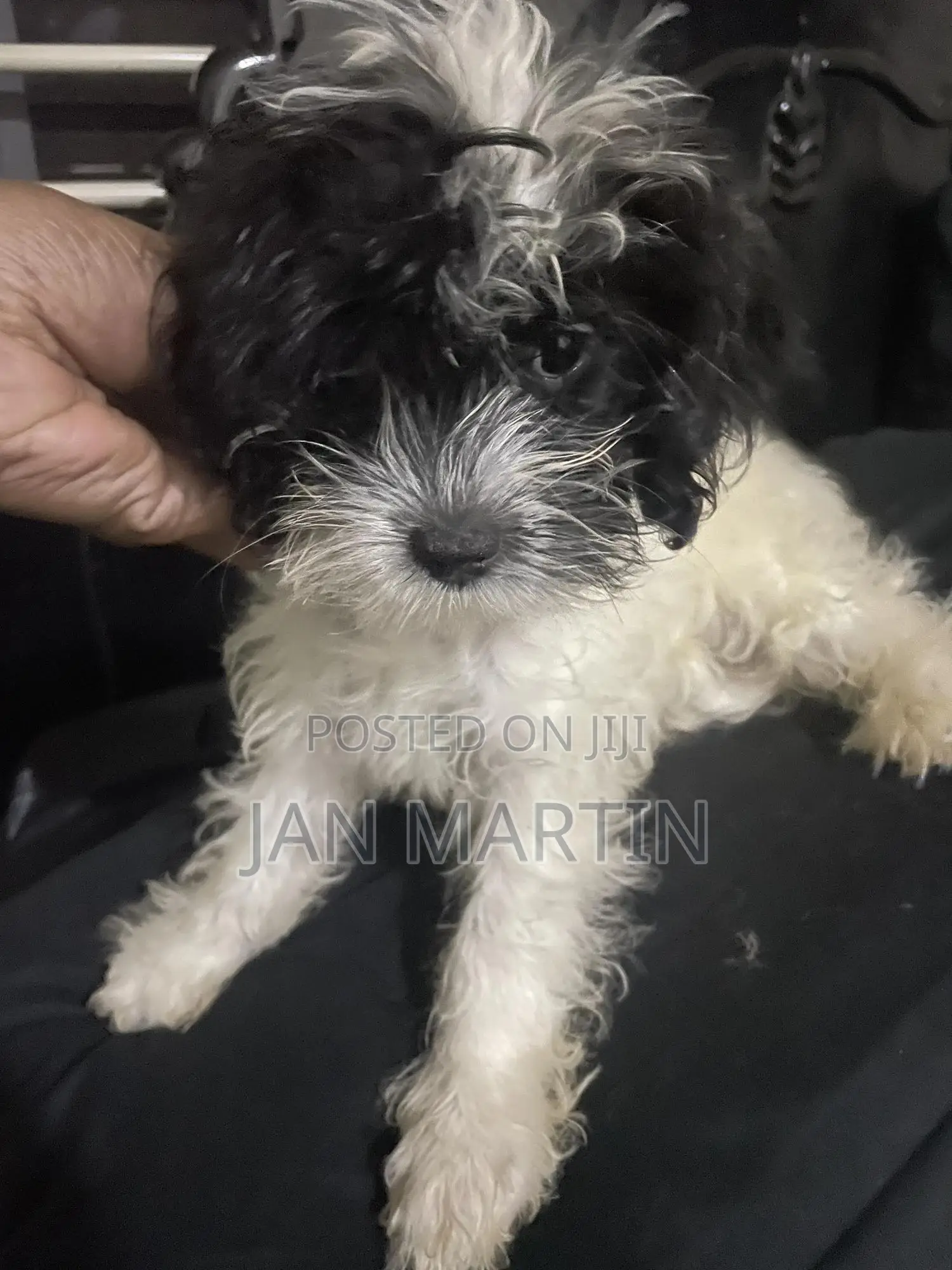 1-3 months Female Purebred Maltipoo