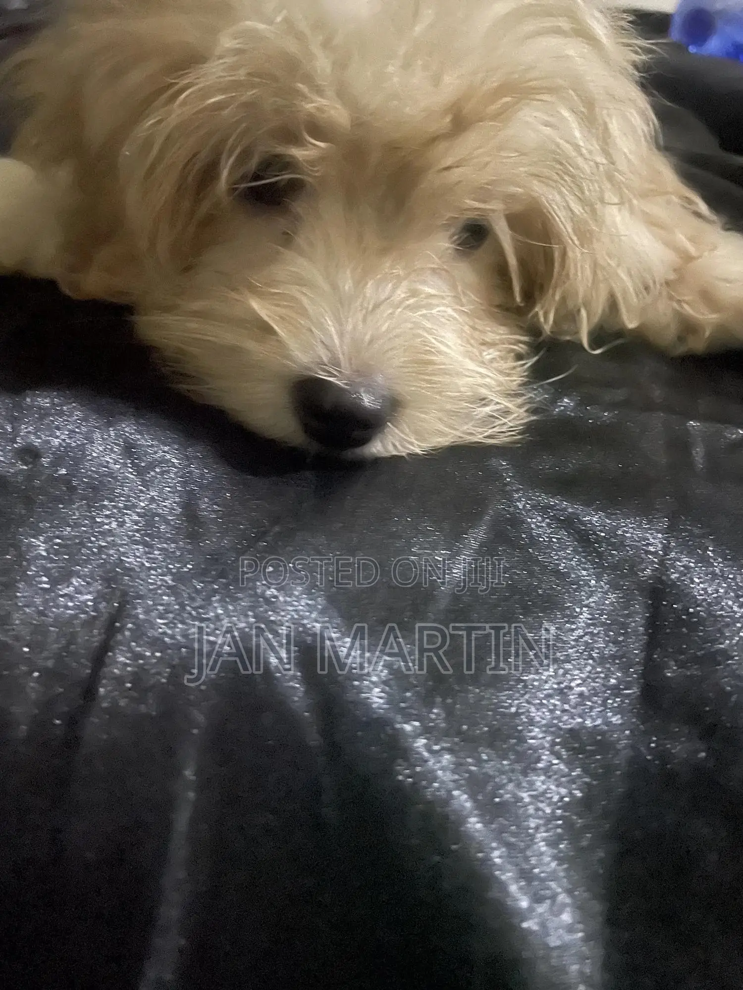 1-3 months Female Purebred Maltipoo
