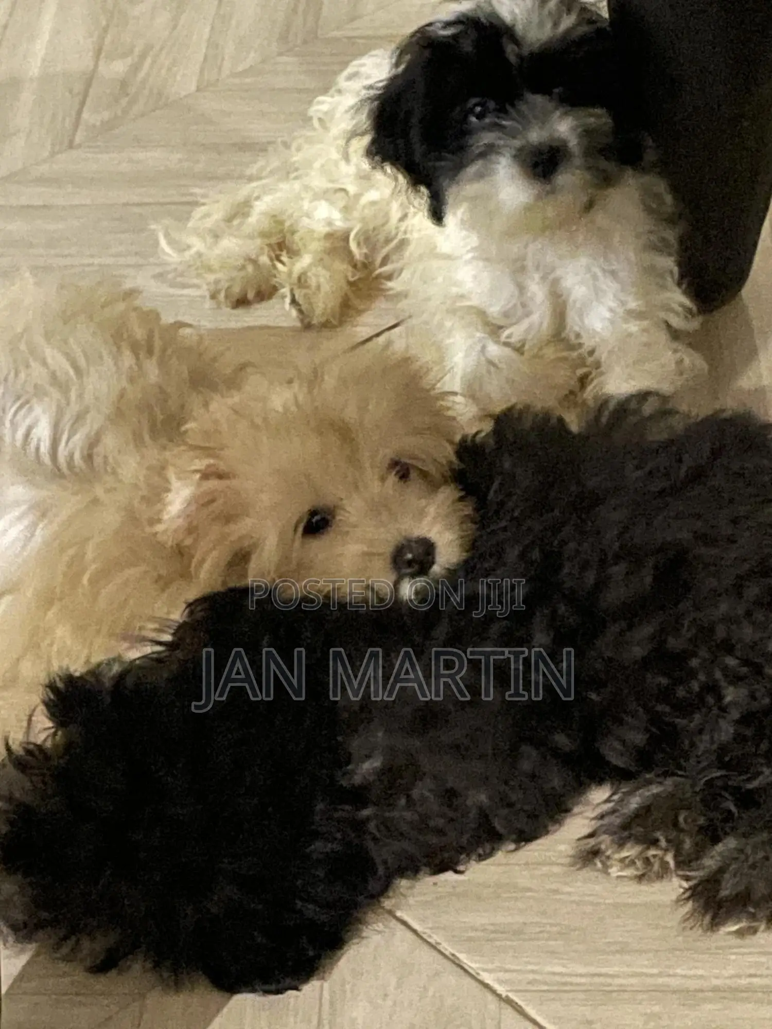 1-3 months Female Purebred Maltipoo