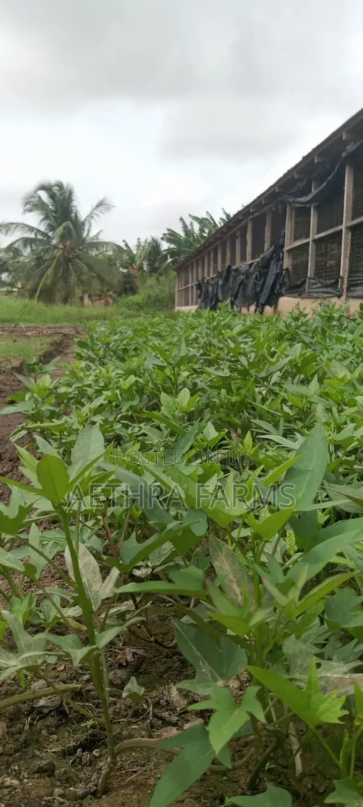 Fresh Sweet Potato Vines (High Yield) Healthy Planting