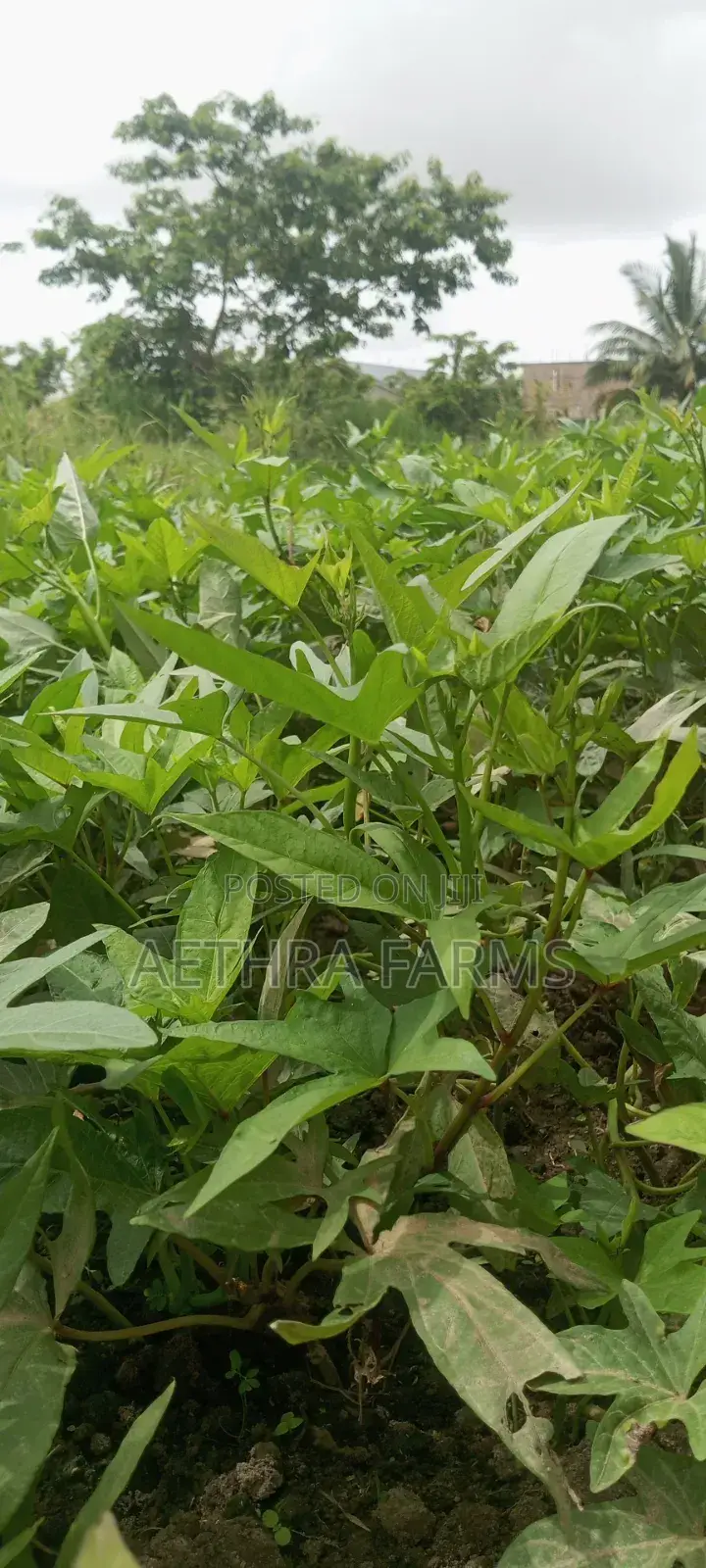 Fresh Sweet Potato Vines (High Yield) Healthy Planting