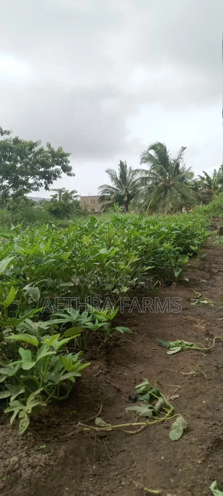 Fresh Sweet Potato Vines (High Yield) Healthy Planting
