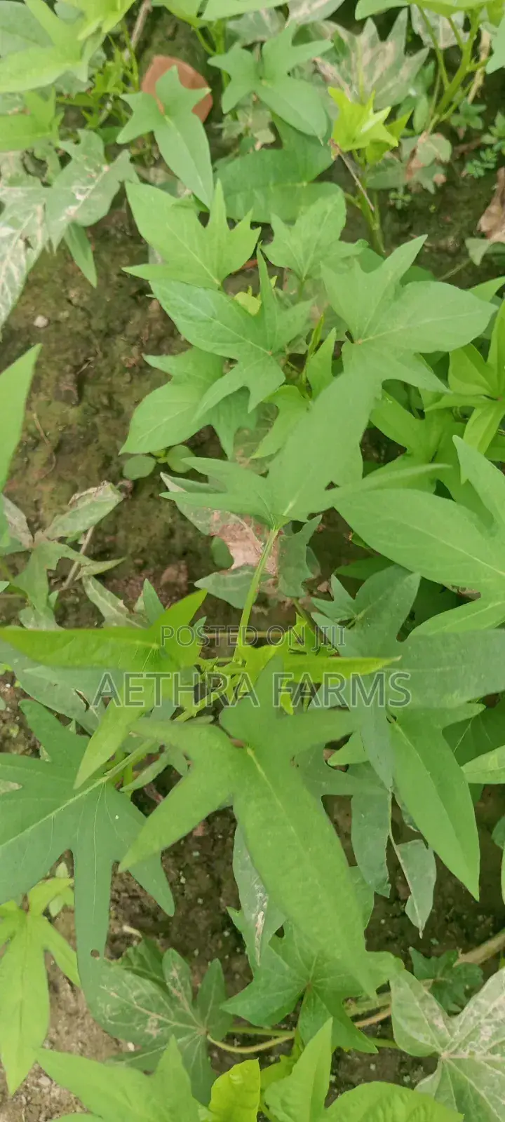 Fresh Sweet Potato Vines (High Yield) Healthy Planting