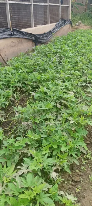Fresh Sweet Potato Vines (High Yield) Healthy Planting