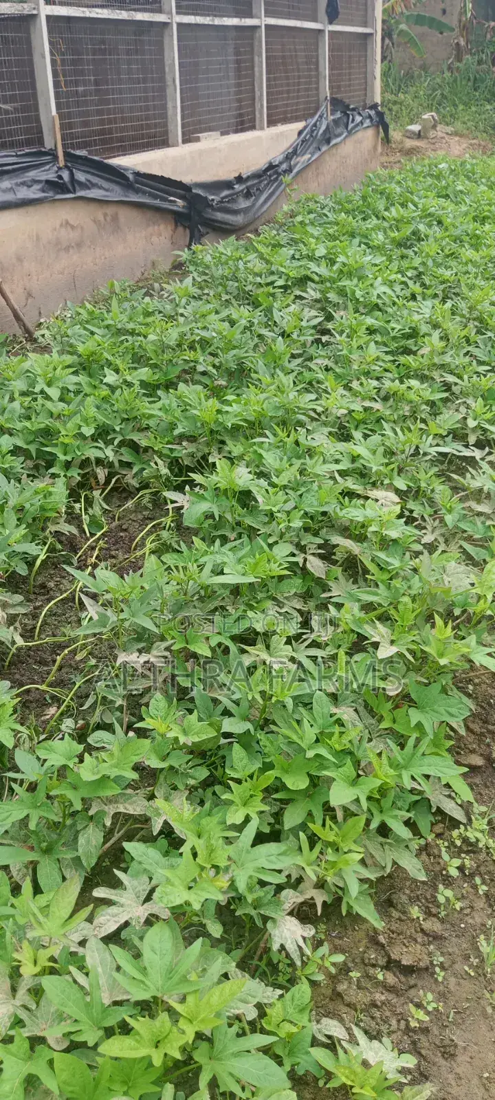 Fresh Sweet Potato Vines (High Yield) Healthy Planting