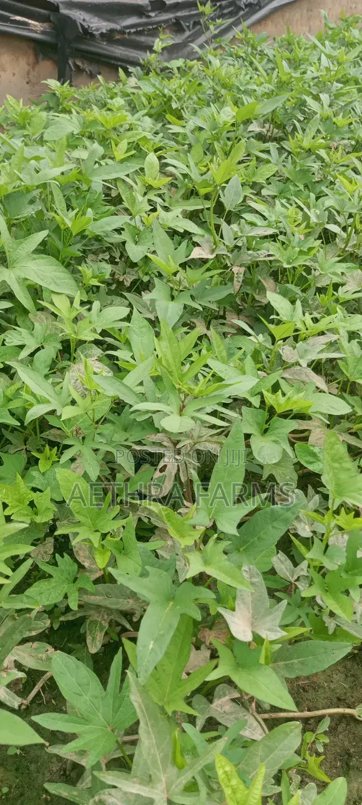 Fresh Sweet Potato Vines (High Yield) Healthy Planting
