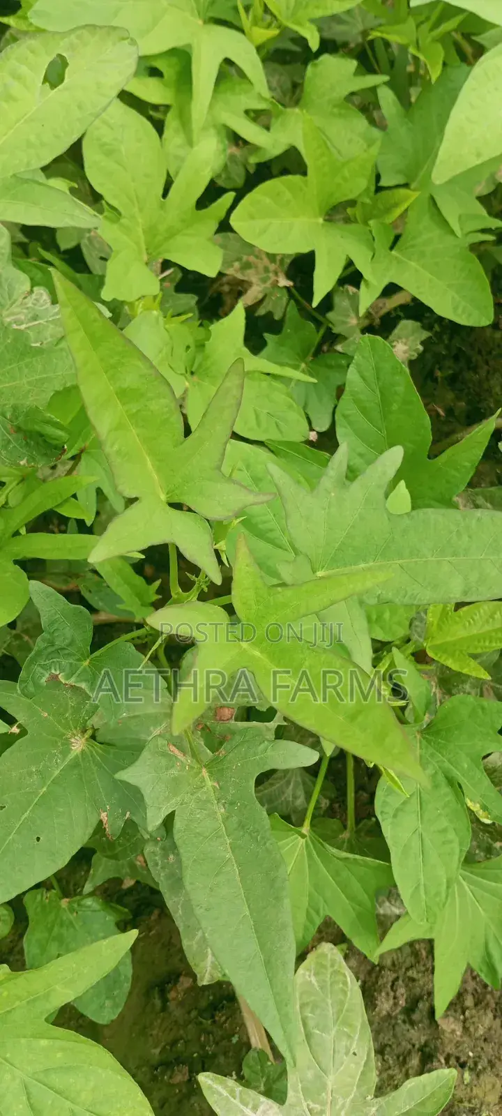 Fresh Sweet Potato Vines (High Yield) Healthy Planting