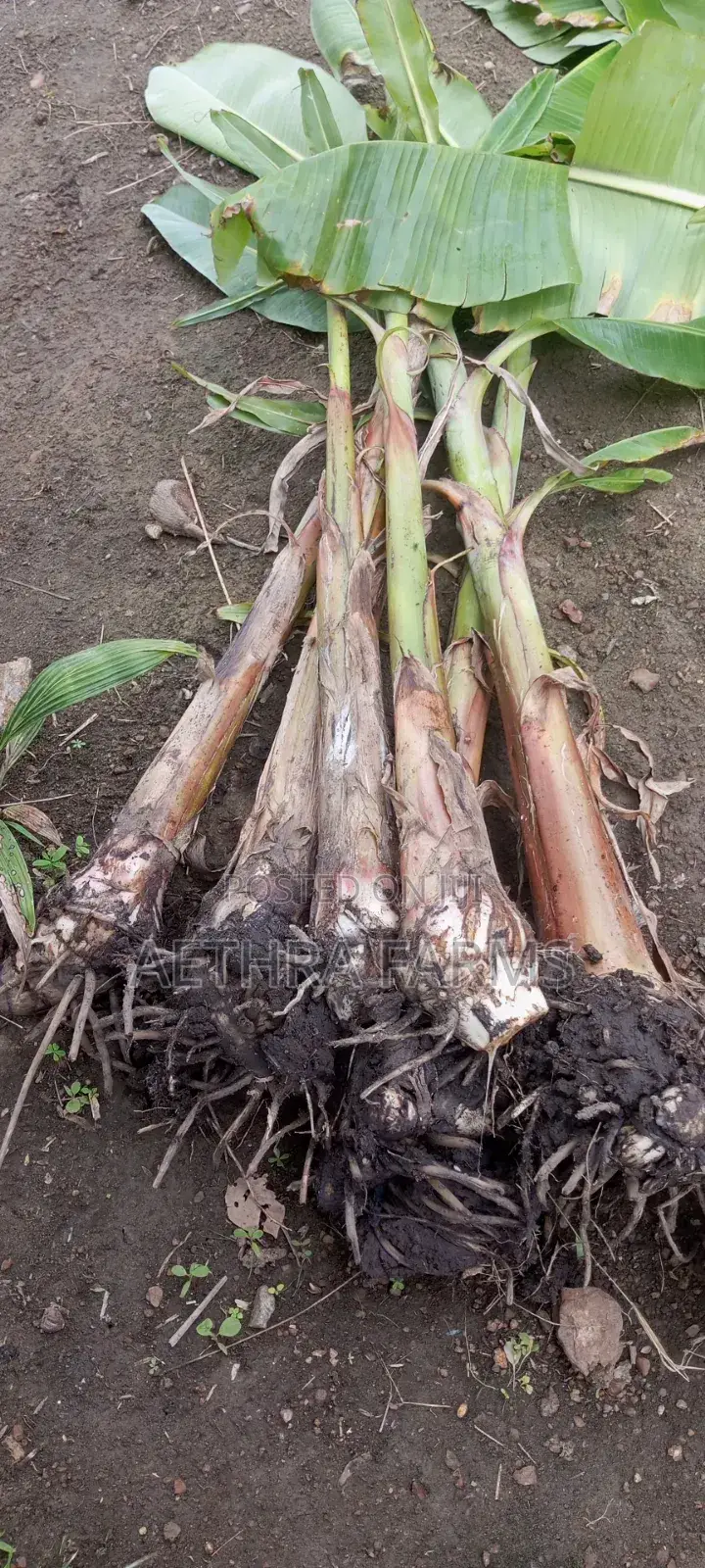 Healthy Plantain Suckers for Sale (High Yield Fast Growing)