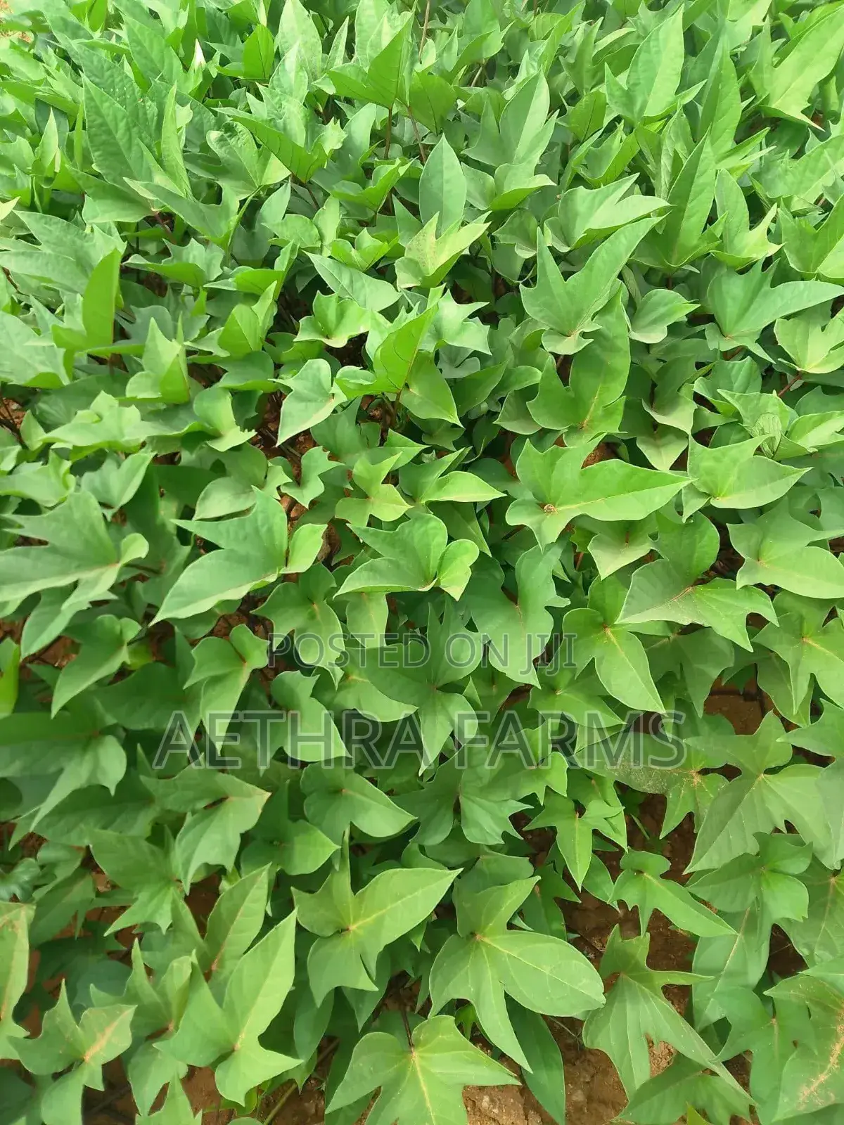 Fresh Sweet Potato Vines (High Yield) Healthy Planting