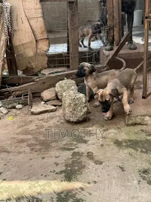 1-3 months Male Purebred Boerboel