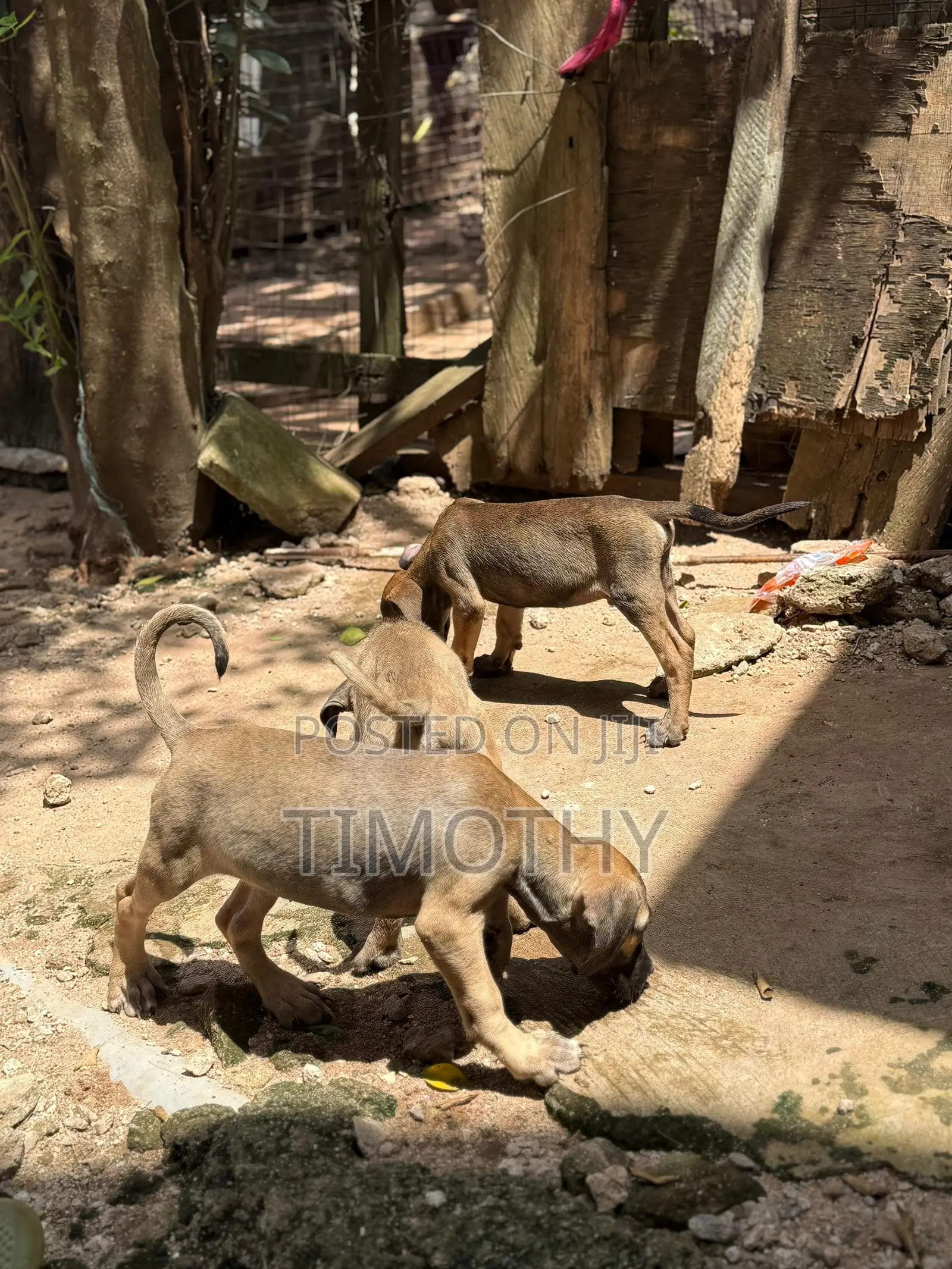1-3 months Male Purebred Boerboel