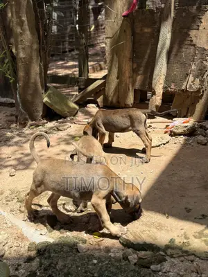 1-3 months Male Purebred Boerboel