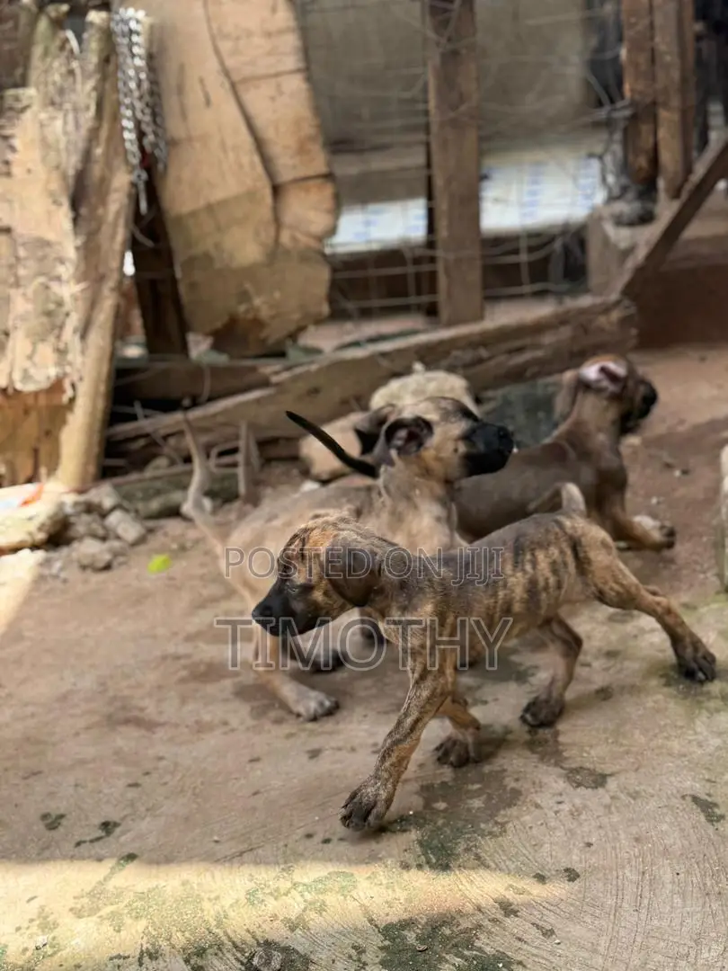 1-3 months Male Purebred Boerboel