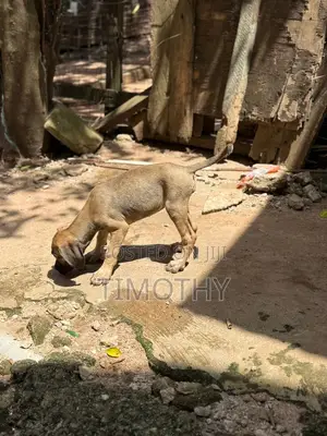 1-3 months Male Purebred Boerboel