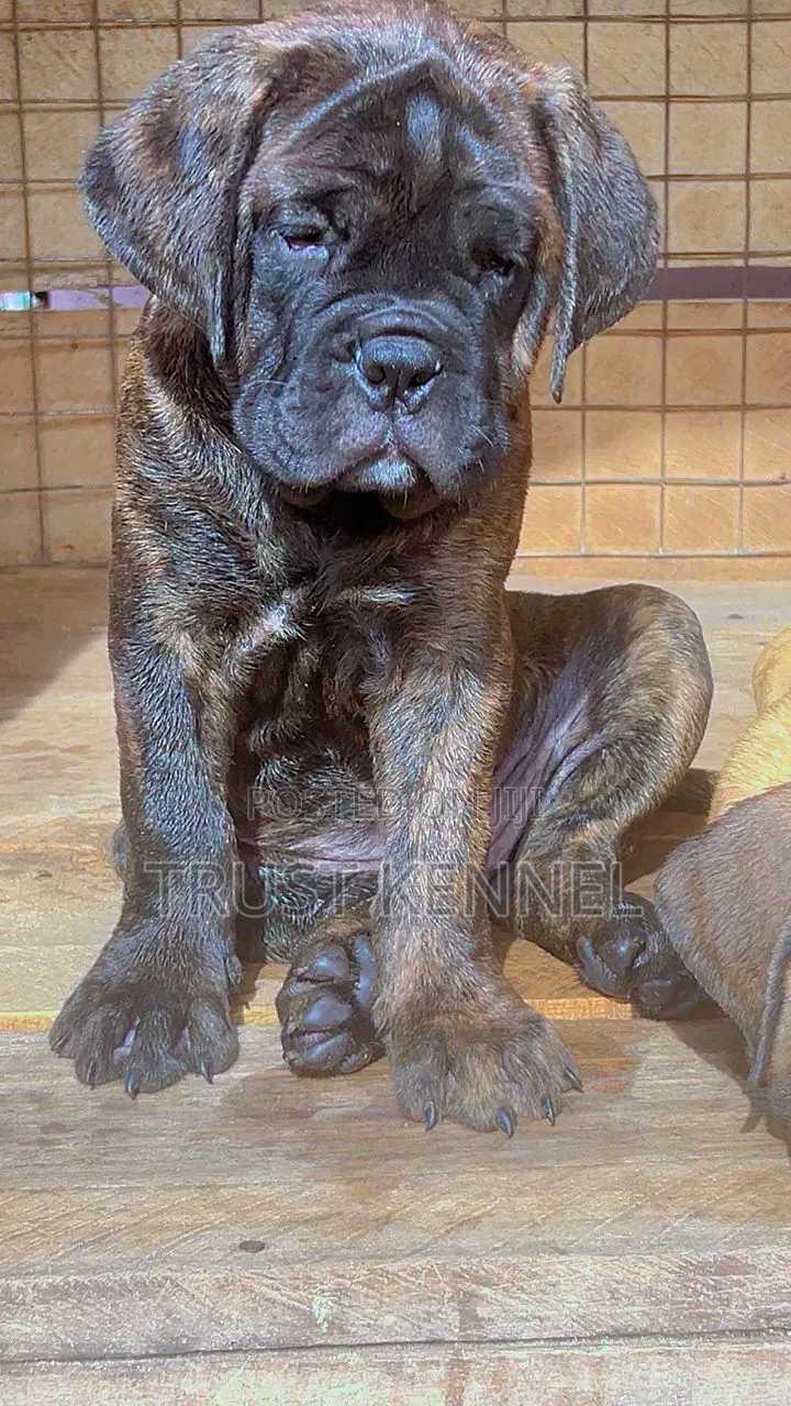 1-3 months Male Purebred Bullmastiff