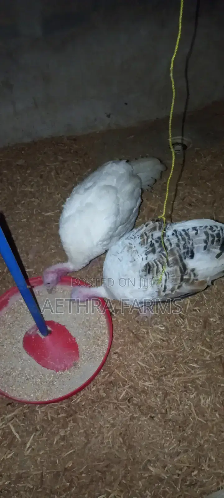 Healthy Foreign Turkey