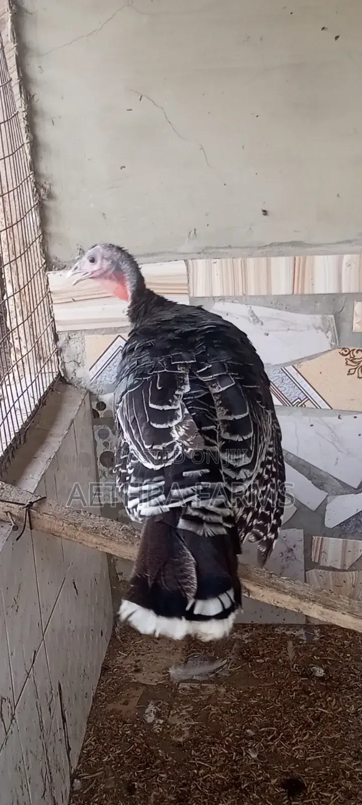 Healthy Foreign Turkey