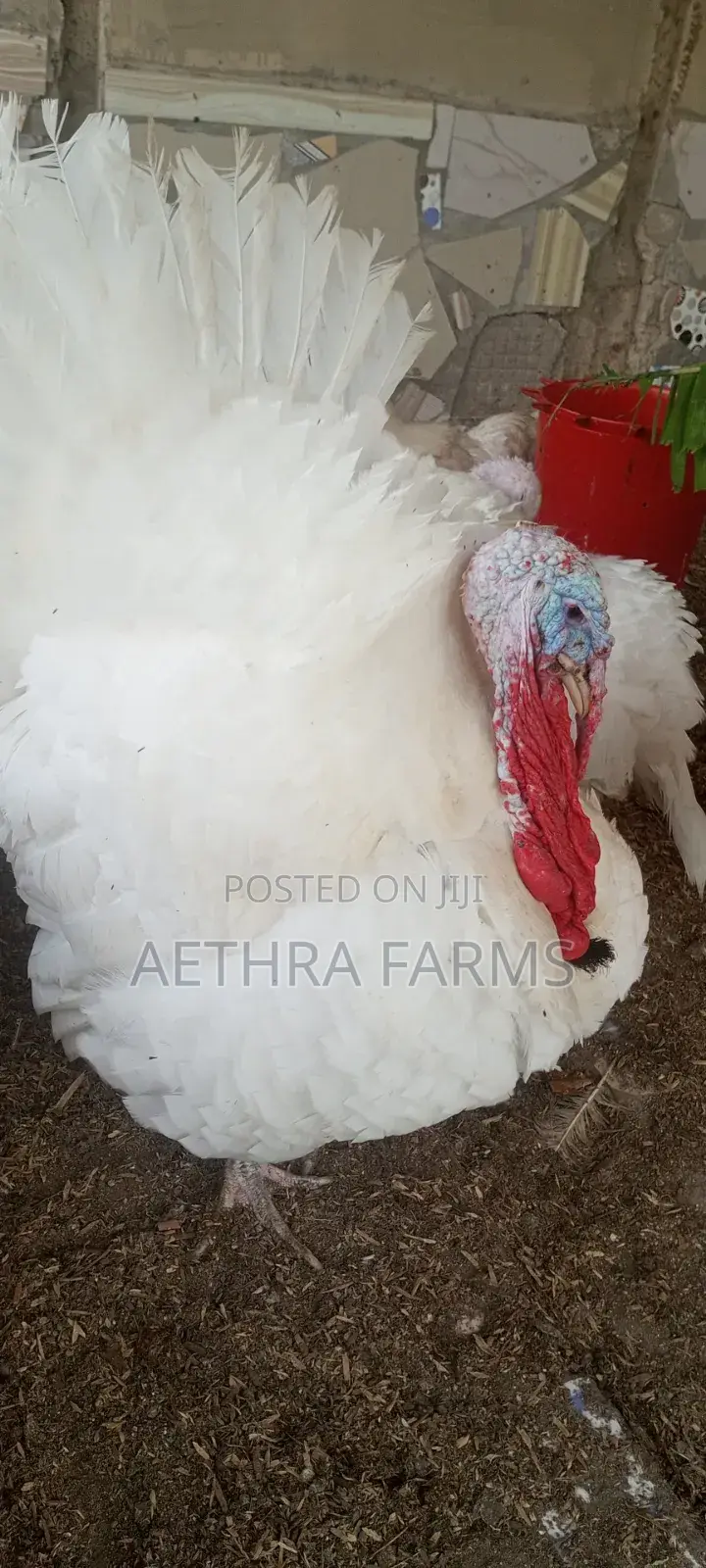 Healthy Foreign Turkey