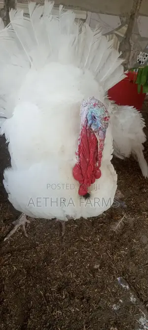 Healthy Foreign Turkey