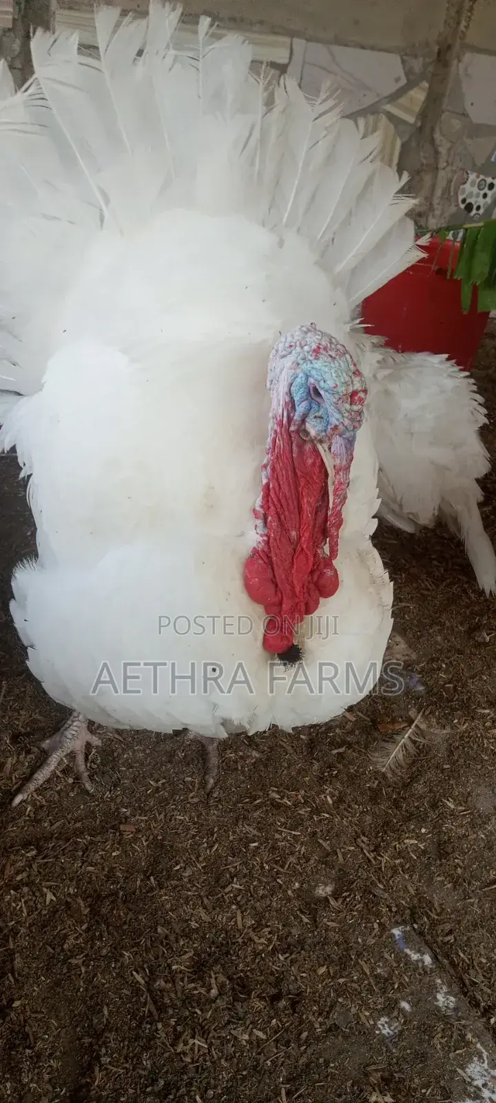 Healthy Foreign Turkey