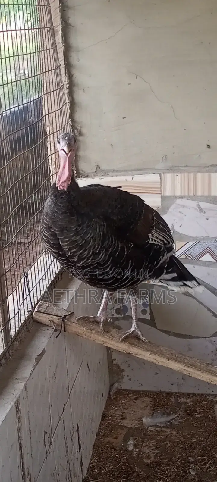 Healthy Foreign Turkey