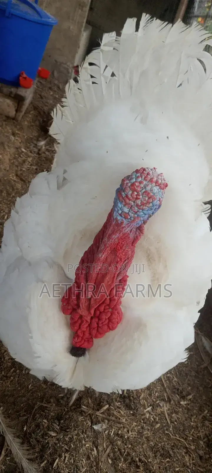 Healthy Foreign Turkey