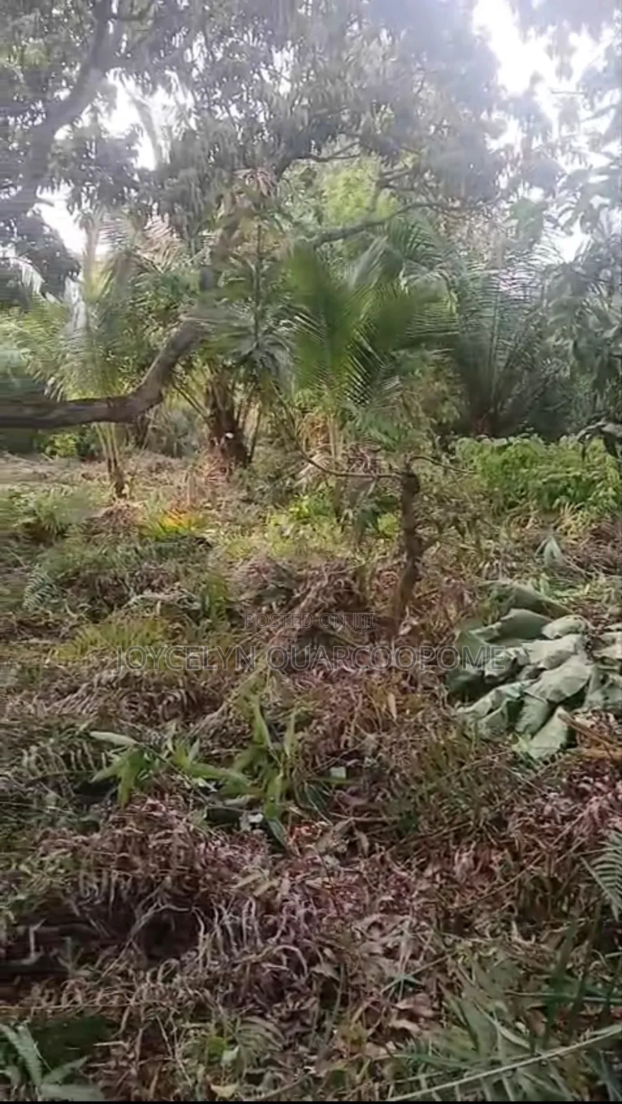 Dodowa Odumasi in the Shai Osudoku District Greater Accra