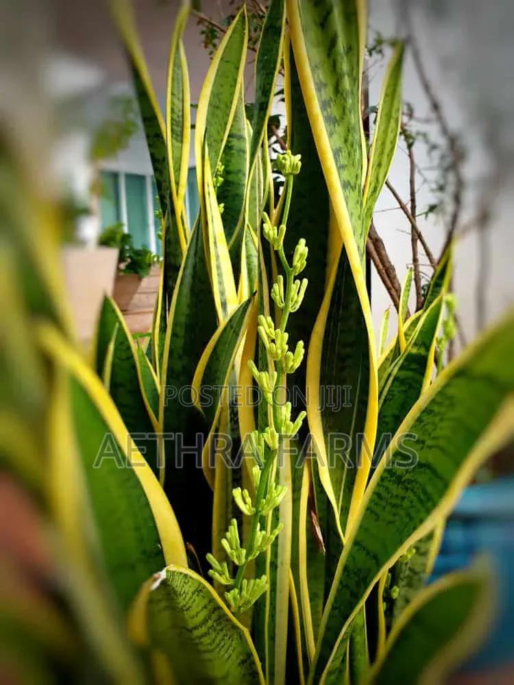 Healthy Snake Plant (Sansevieria) Indoor/Outdoors
