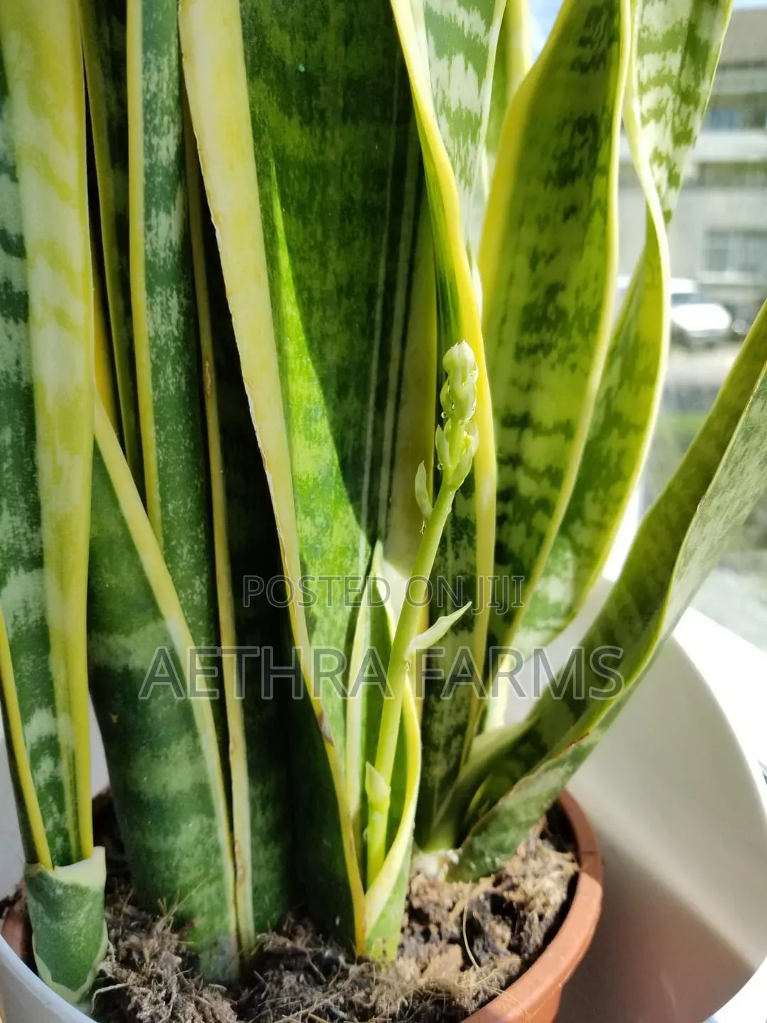 Healthy Snake Plant (Sansevieria) Indoor/Outdoors
