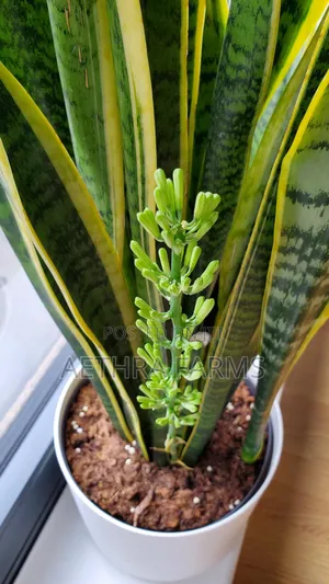 Healthy Snake Plant (Sansevieria) Indoor/Outdoors