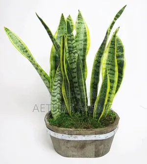 Healthy Snake Plant (Sansevieria) Indoor/Outdoors