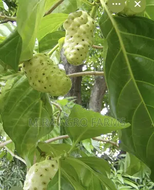 Moringa and Noni Seedlings