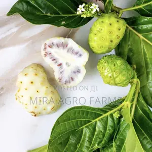 Moringa and Noni Seedlings