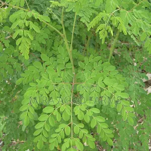 Moringa and Noni Seedlings