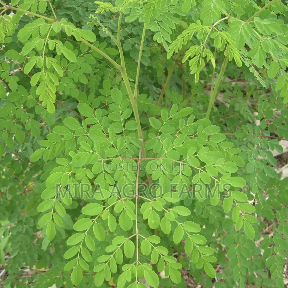 Moringa and Noni Seedlings