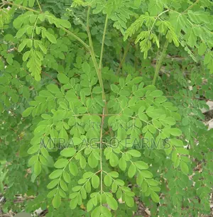 Moringa and Noni Seedlings