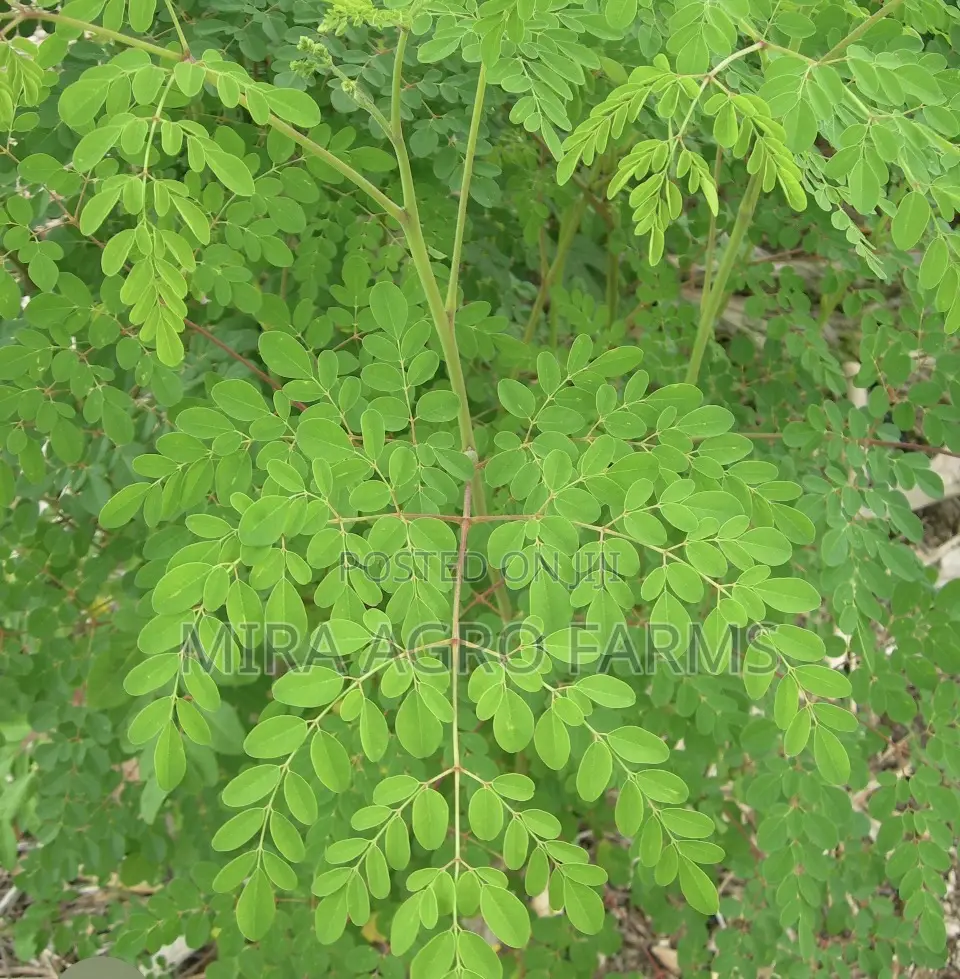 Moringa and Noni Seedlings
