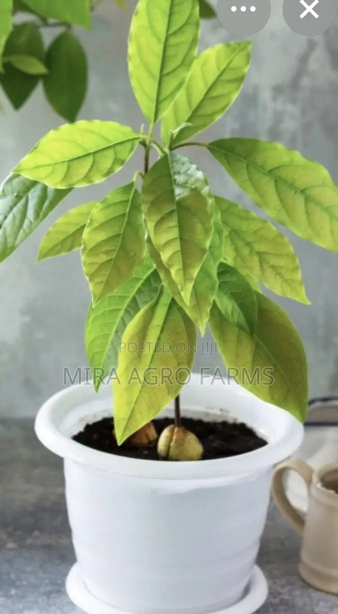 Fruits Seedlings