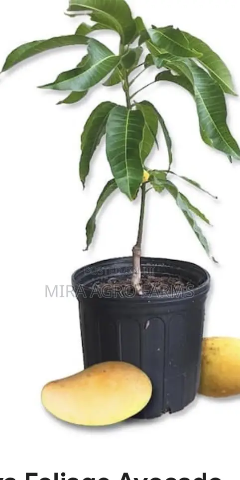 Fruits Seedlings