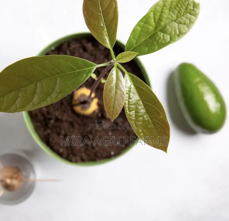 Fruits Seedlings
